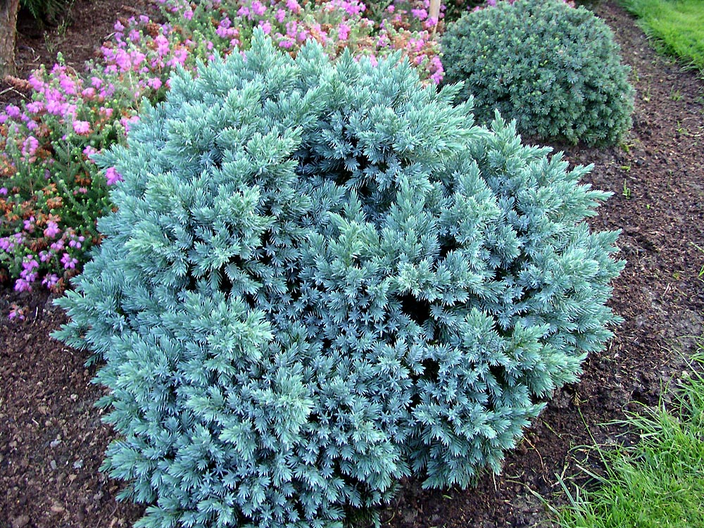 Juniperus squamata Blue Star | Conifers | Shrubs | Windy Ridge